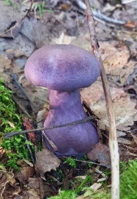 Жительницы Кировской области наткнулись на необычные грибы
