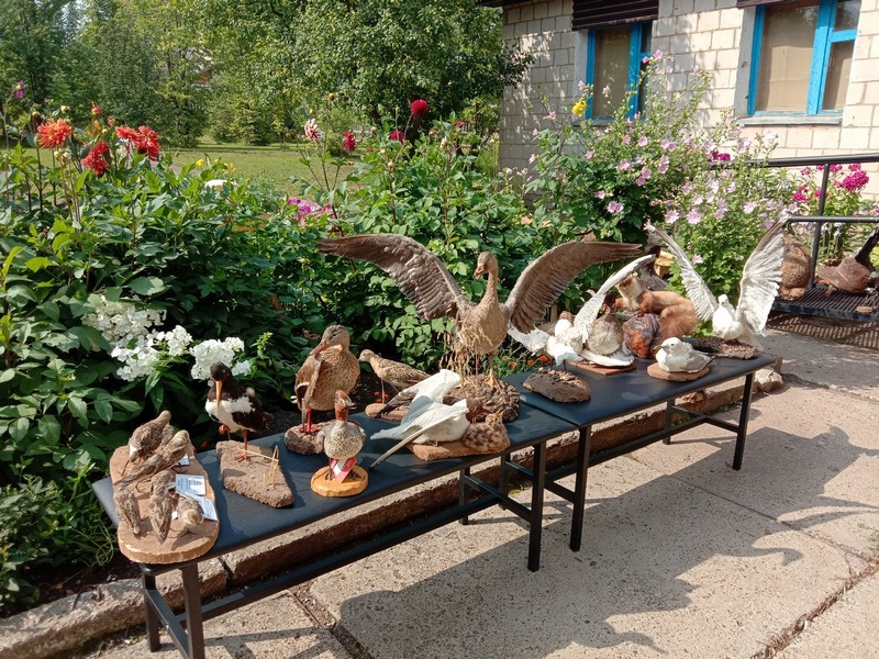 В Кировской области прямо на улице устроили мини-выставку диких птиц и животных