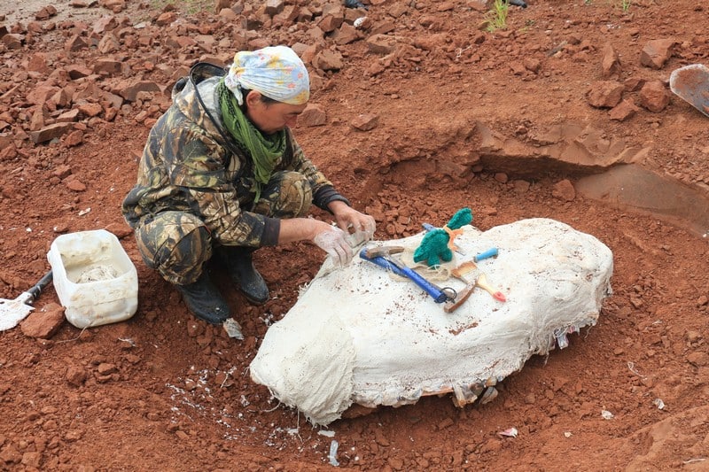 Палеонтологи из Кировской области раскопали сразу два скелета