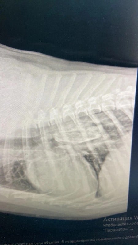 Кировские ветеринары спасли пса, у которого застряла кость в пищеводе