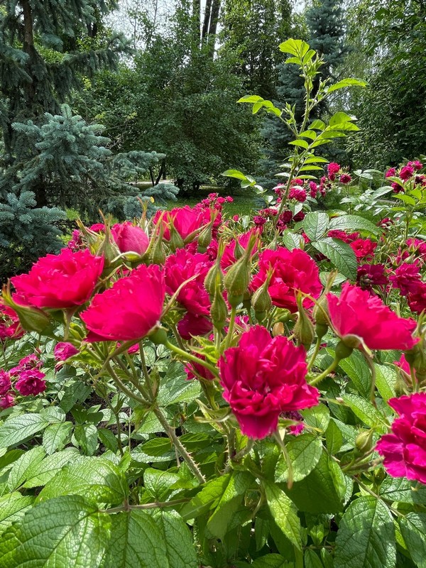 В Кирове продлили работу ботанического сада