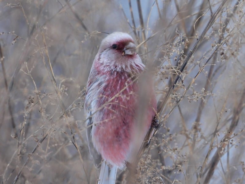 В Кировской области замечены редкие розовые птицы