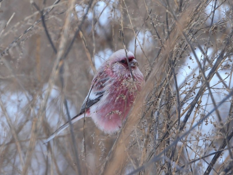 В Кировской области замечены редкие розовые птицы