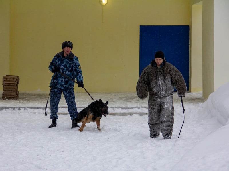 В Кирове состоялись показательные выступления служебных собак