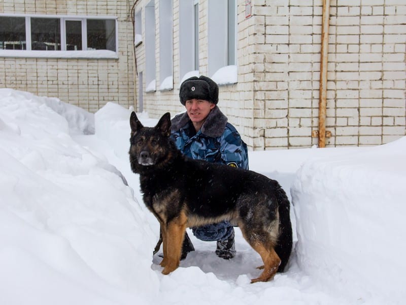 В Кирове состоялись показательные выступления служебных собак