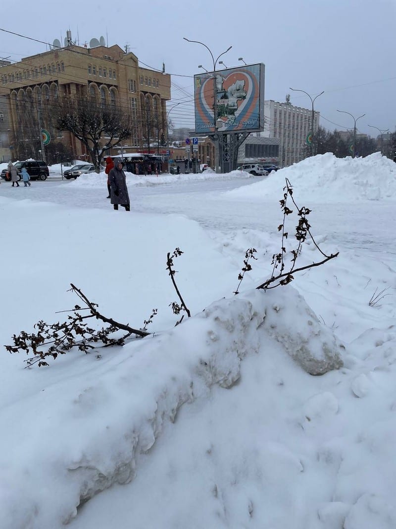 В центре Кирова подрядчик завалил снегом высаженные кустарники