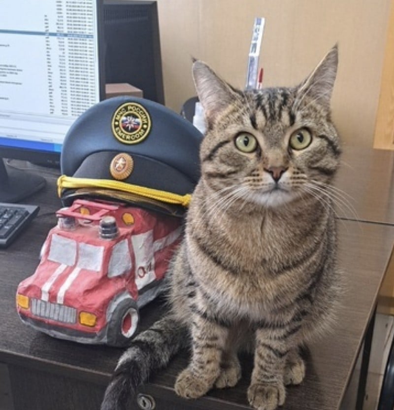 В Котельниче кот работает спасателем