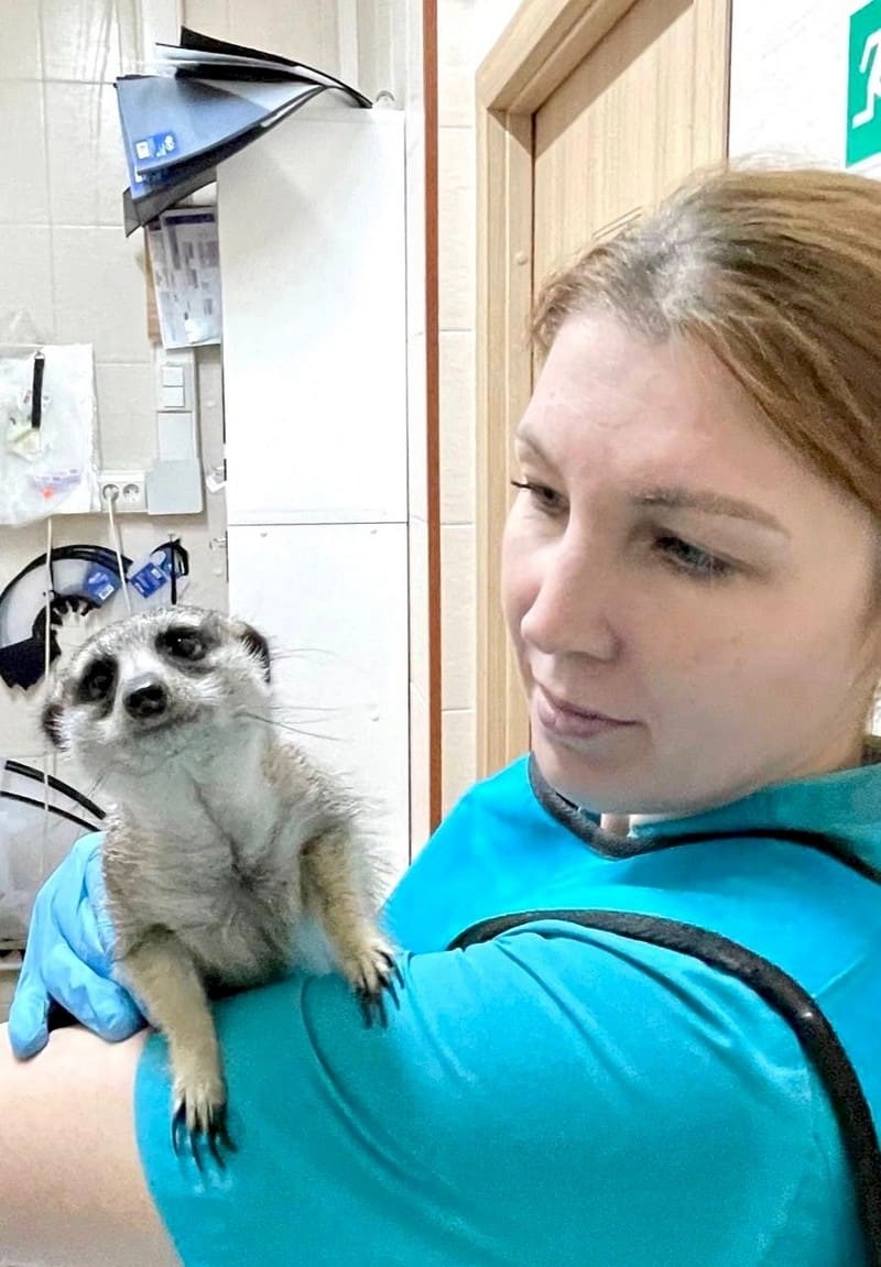 Кировские ветеринары спасли домашнего суриката
