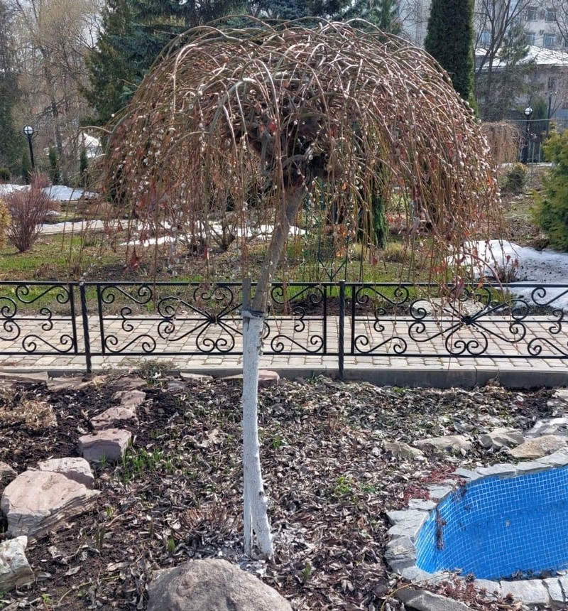 В Кирове распустилось дерево-первоцвет