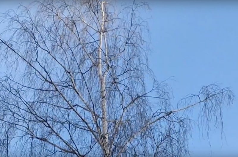 Кировские спасатели животных начали весенние выпуски птиц