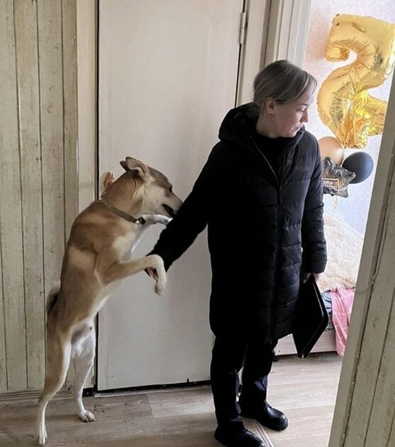 В Кировской области собаке, которую забрали от жестокого хозяина, нашли новую семью