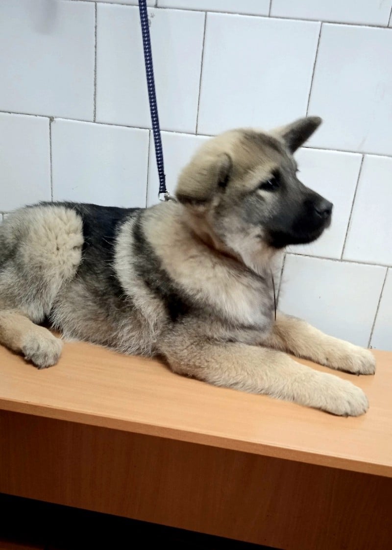 К ветеринарам Кирово-Чепецка привели собаку редкой породы