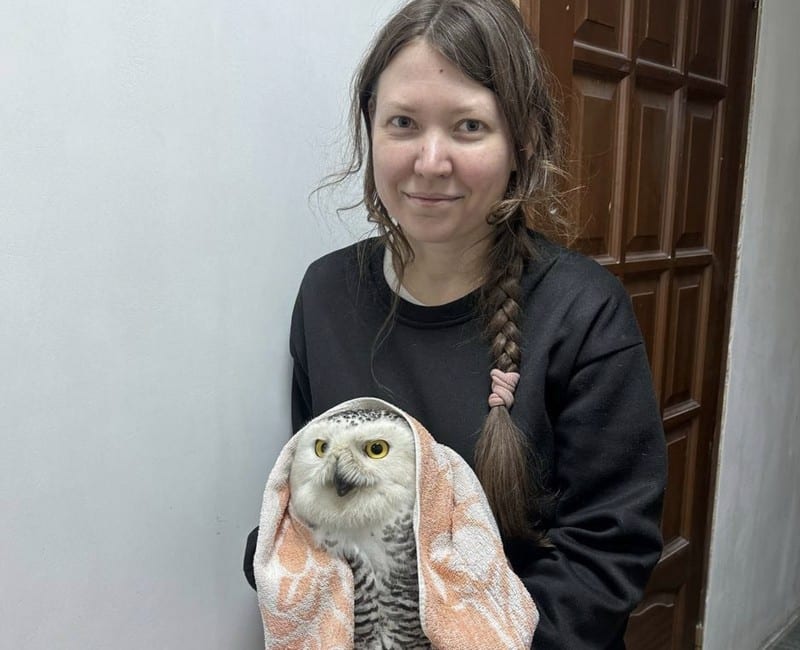 В Кирове жильцы многоэтажки сообщили о встрече с полярной совой